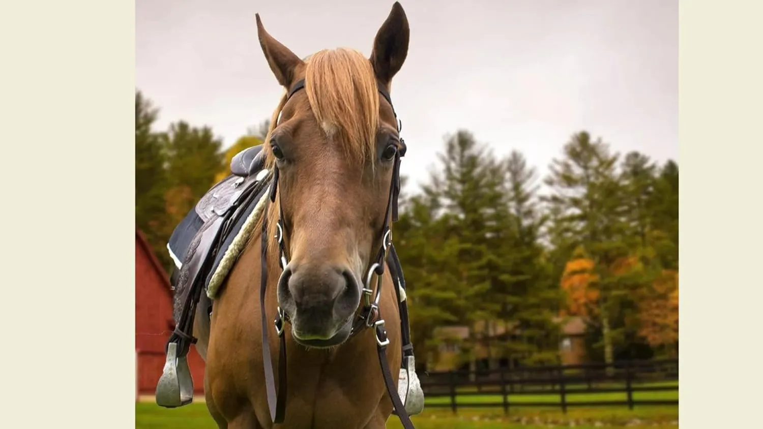 Plain Double Layer Nylon Headstall with Reins