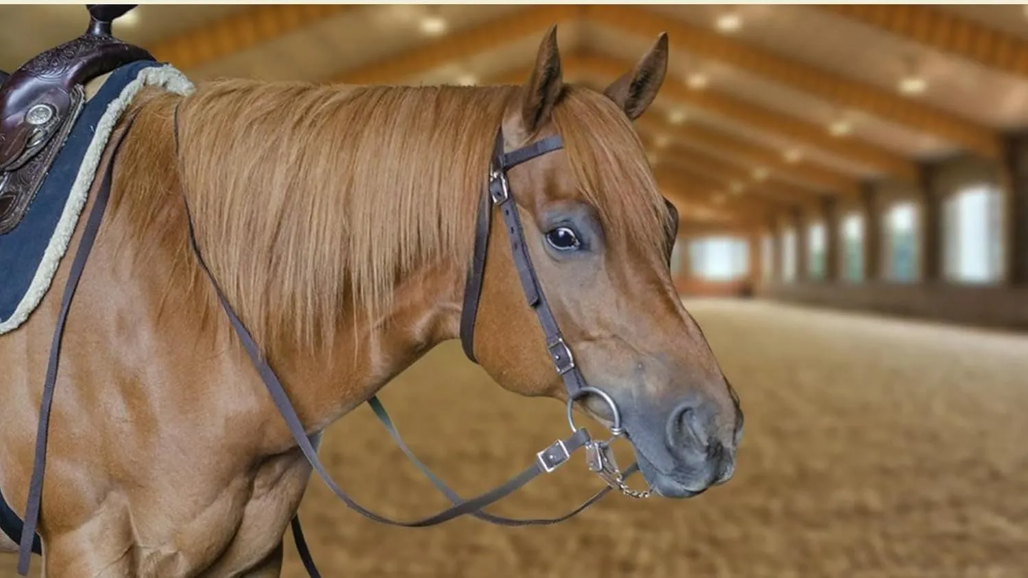 Plain Double Layer Nylon Headstall with Reins